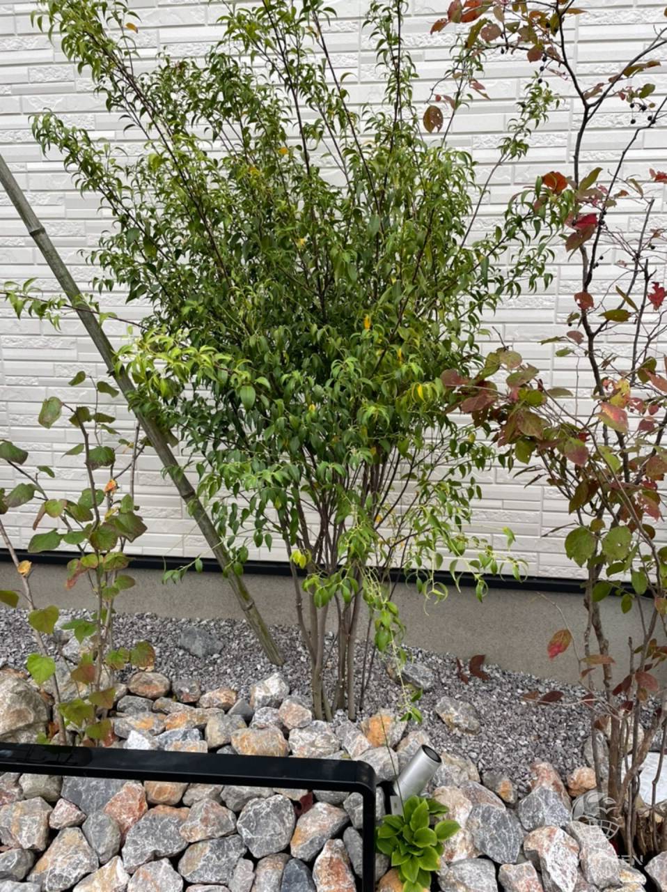 ハイノキ株立をご購入/O様】 | お客様の声 | 福岡の植木なら有限会社