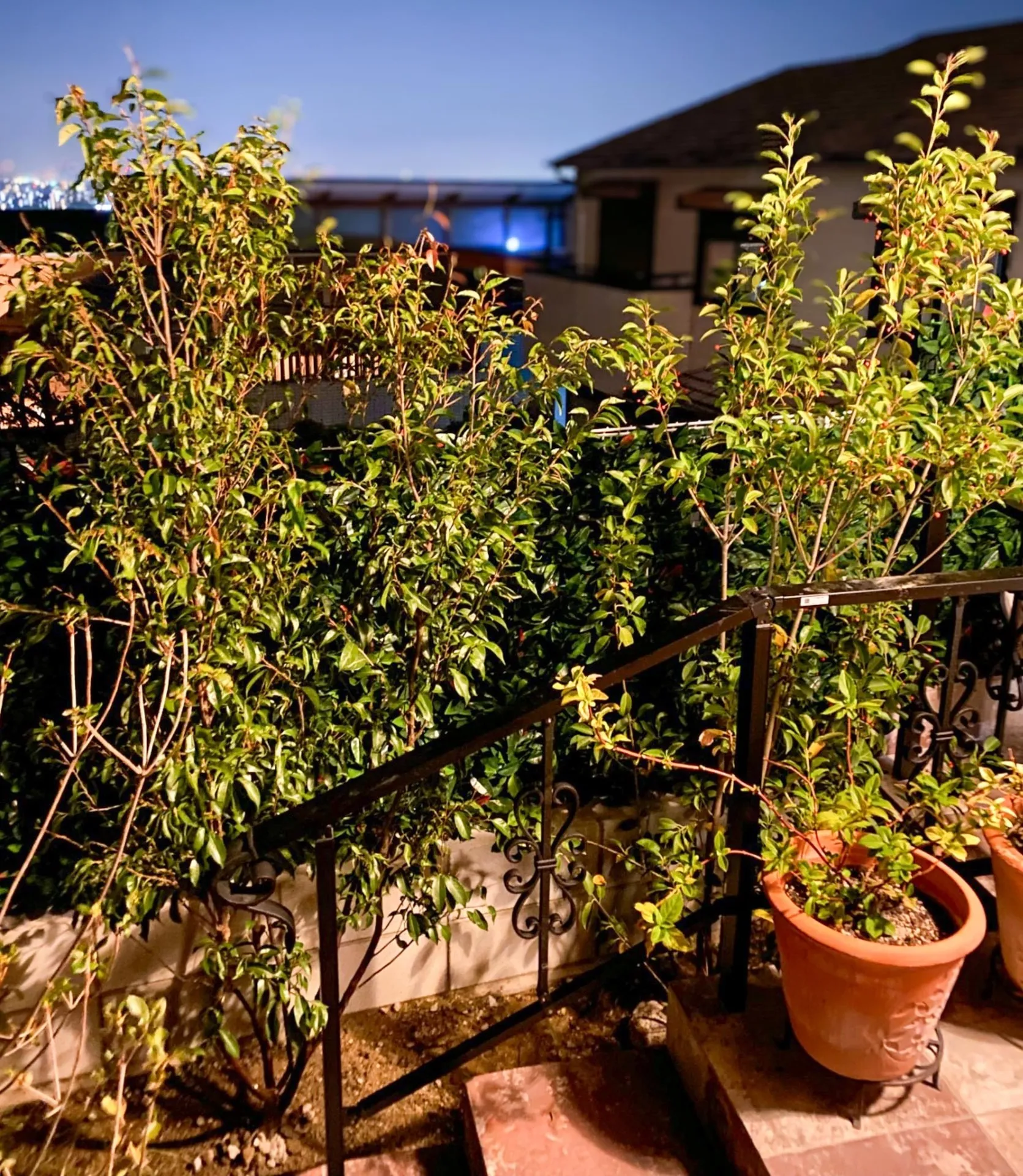 【常緑エゴノキ株立(トキワエゴノキ株立)・ソヨゴ株立をご購入/G様】