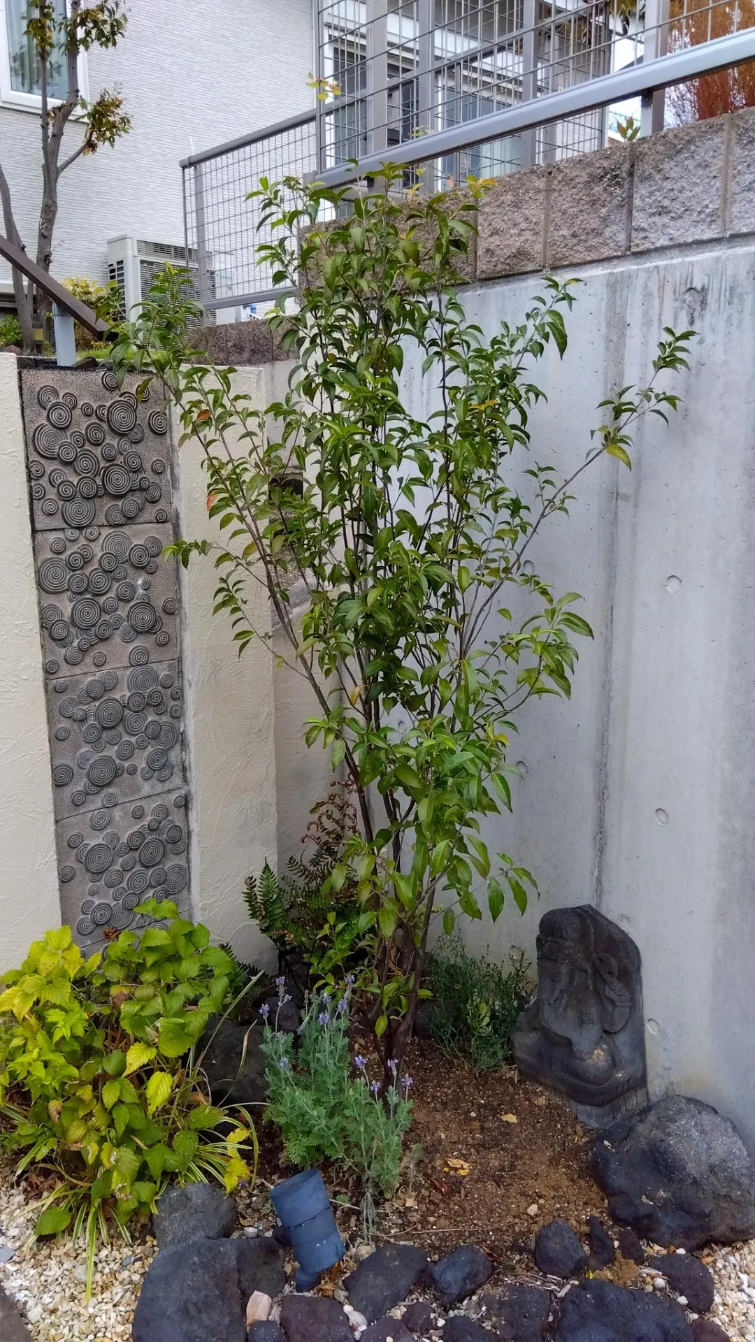 【常緑エゴノキ株立(トキワエゴノキ株)をご購入/K様】