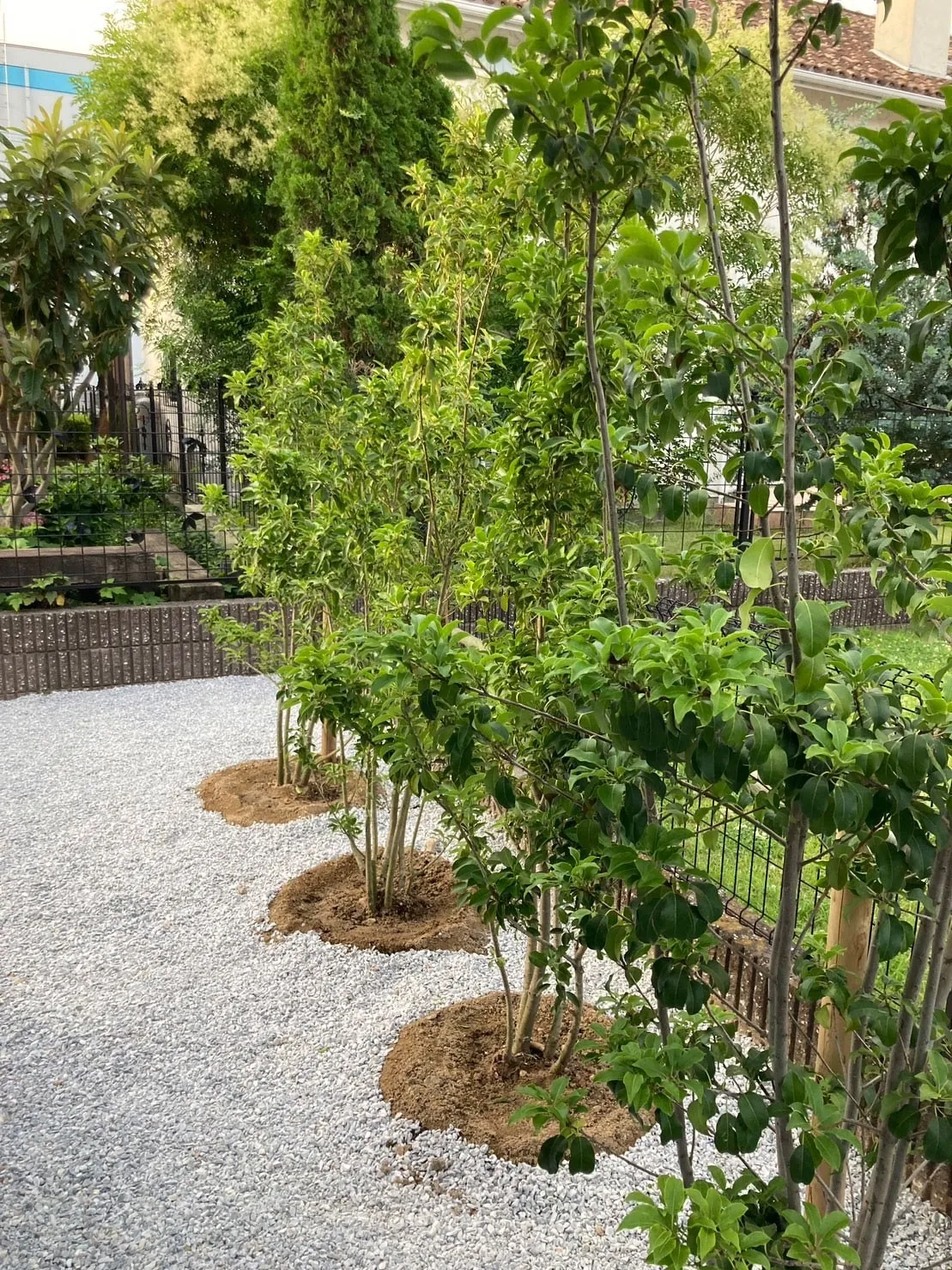 【ソヨゴ株のご購入と植栽工事して頂きました/F様】