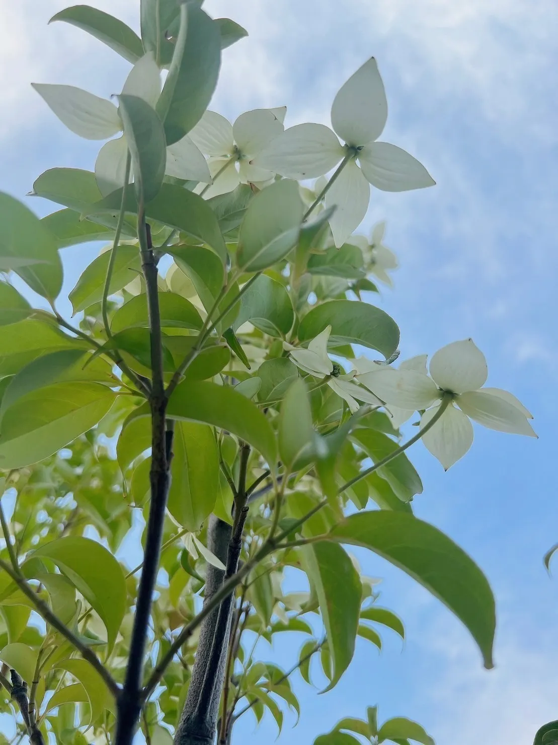 【常緑ヤマボウシ株、ソヨゴ株、フェイジョアのご購入と植栽工事して頂きました/O様】