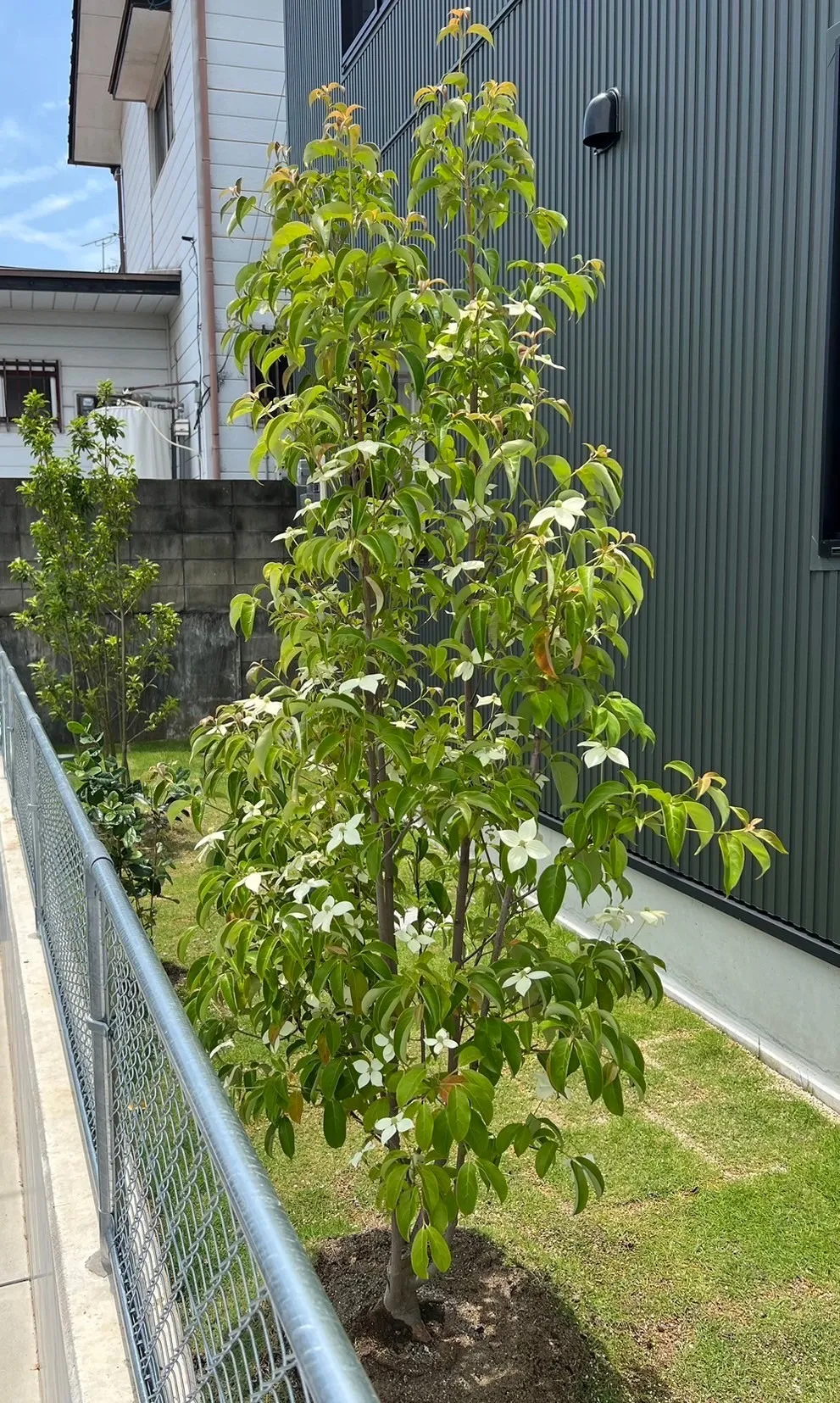 【常緑ヤマボウシ株、ソヨゴ株、フェイジョアのご購入と植栽工事して頂きました/O様】