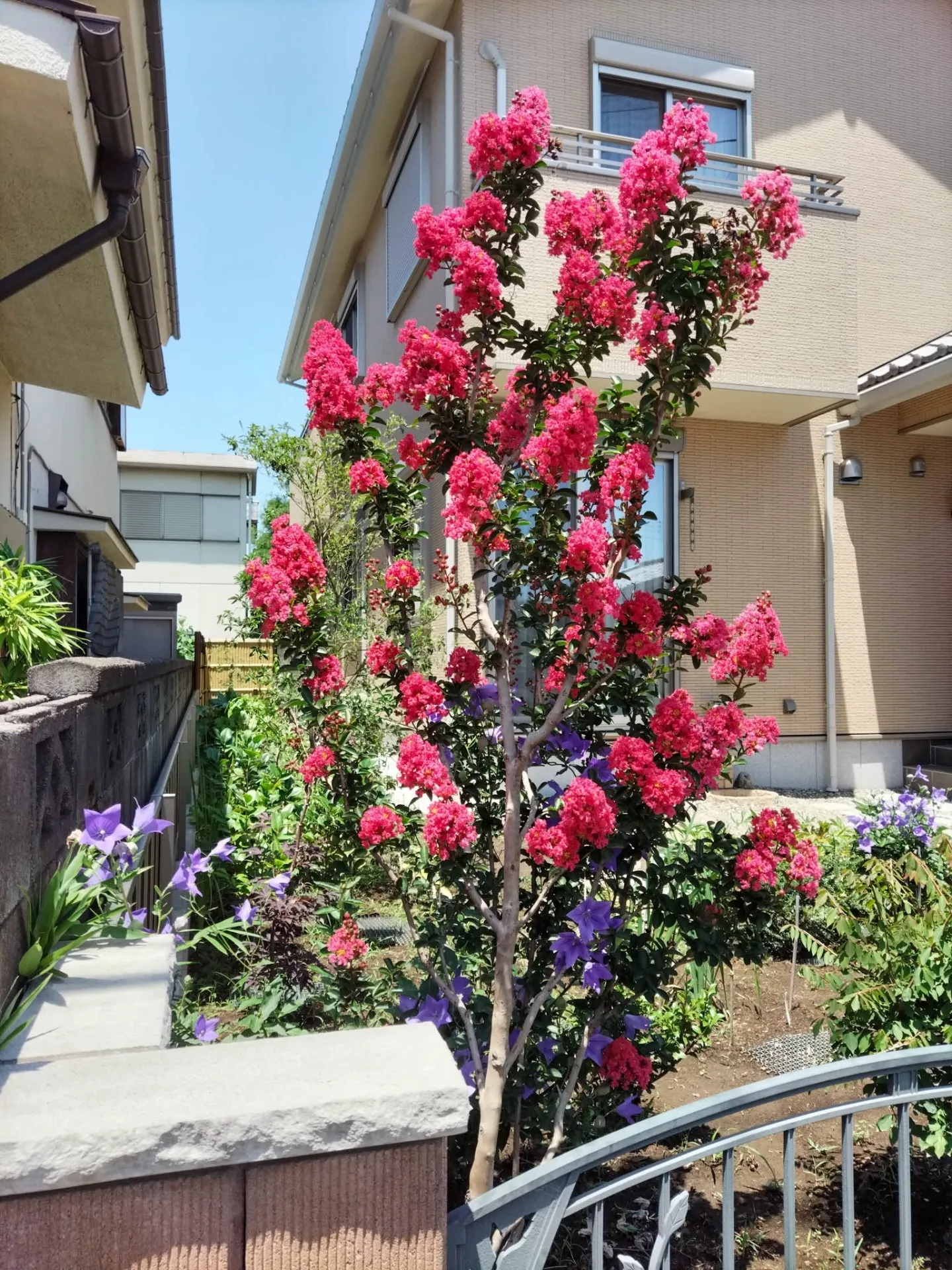 【サルスベリ・ディアルージュ、モミジ流泉をご購入/N様】