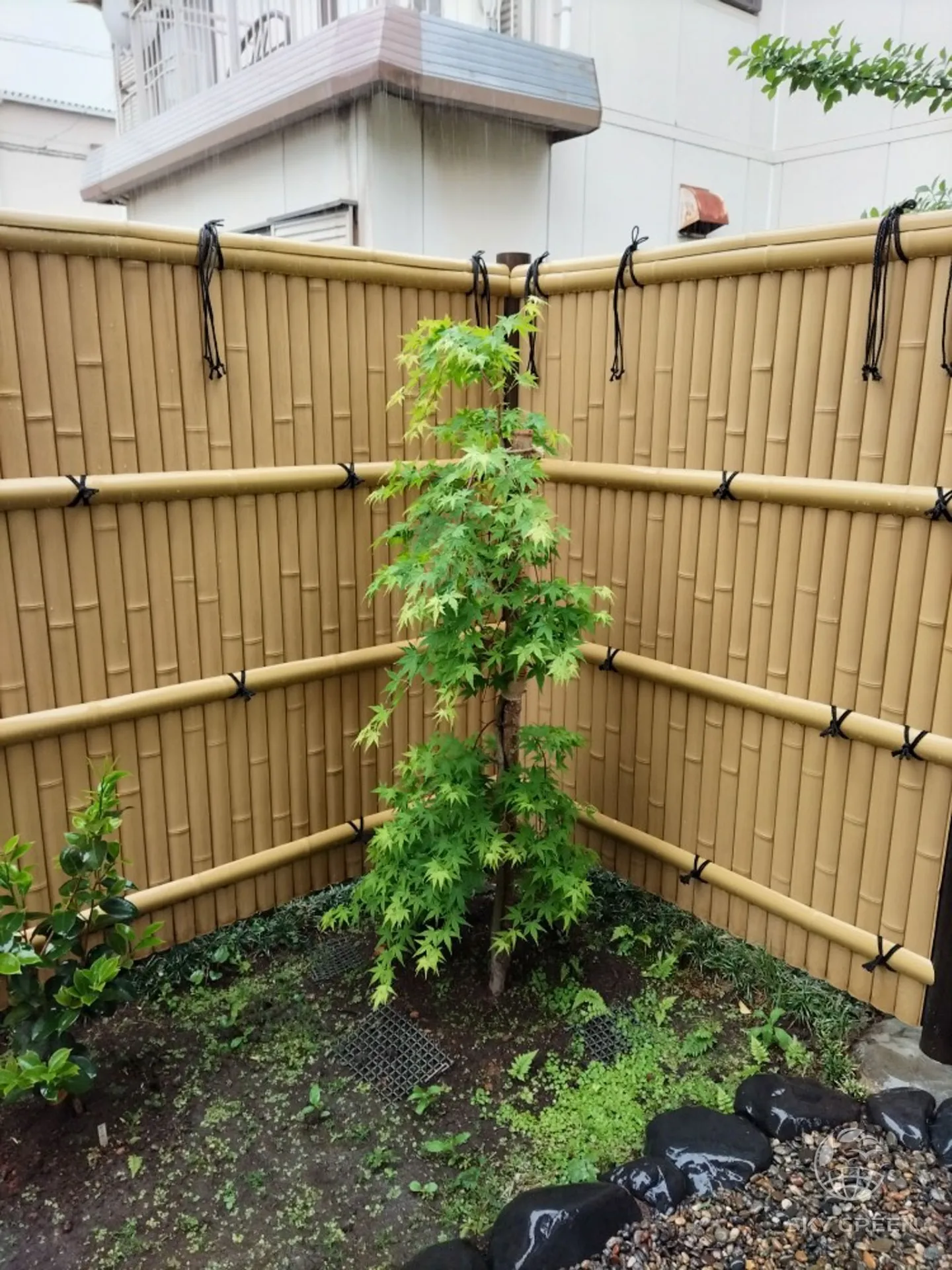 【サルスベリ・ディアルージュ、モミジ流泉をご購入/N様】