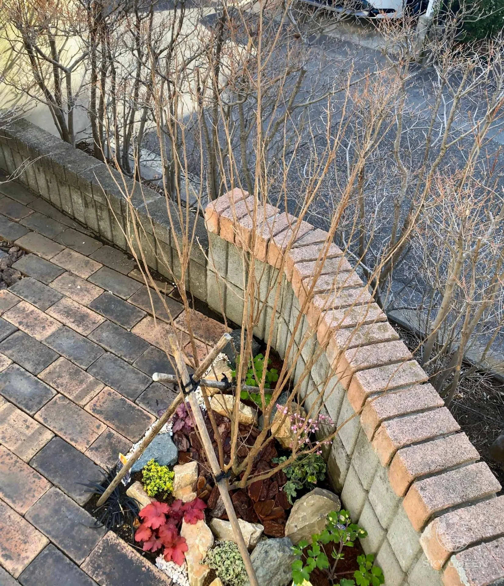 サルスベリ株・ブラックパール・ルージュをご購入/A様