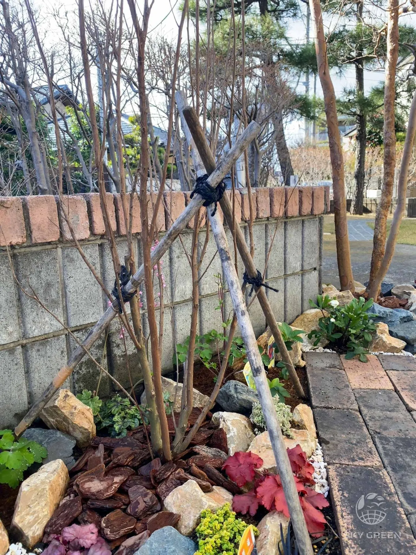 サルスベリ株・ブラックパール・ルージュをご購入/A様