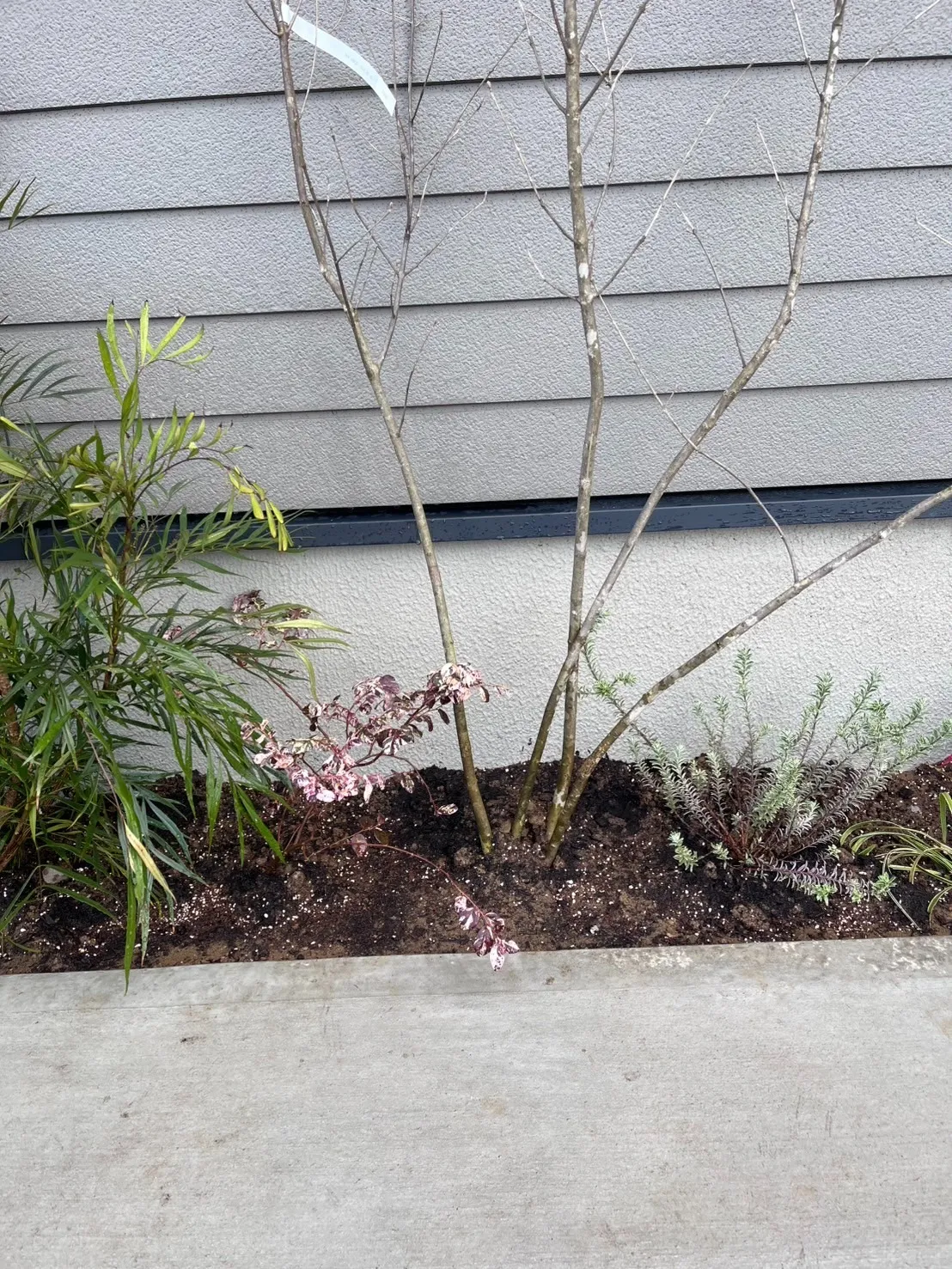 アオダモ株、マホニア・コンフューサー・清流をご購入/O様