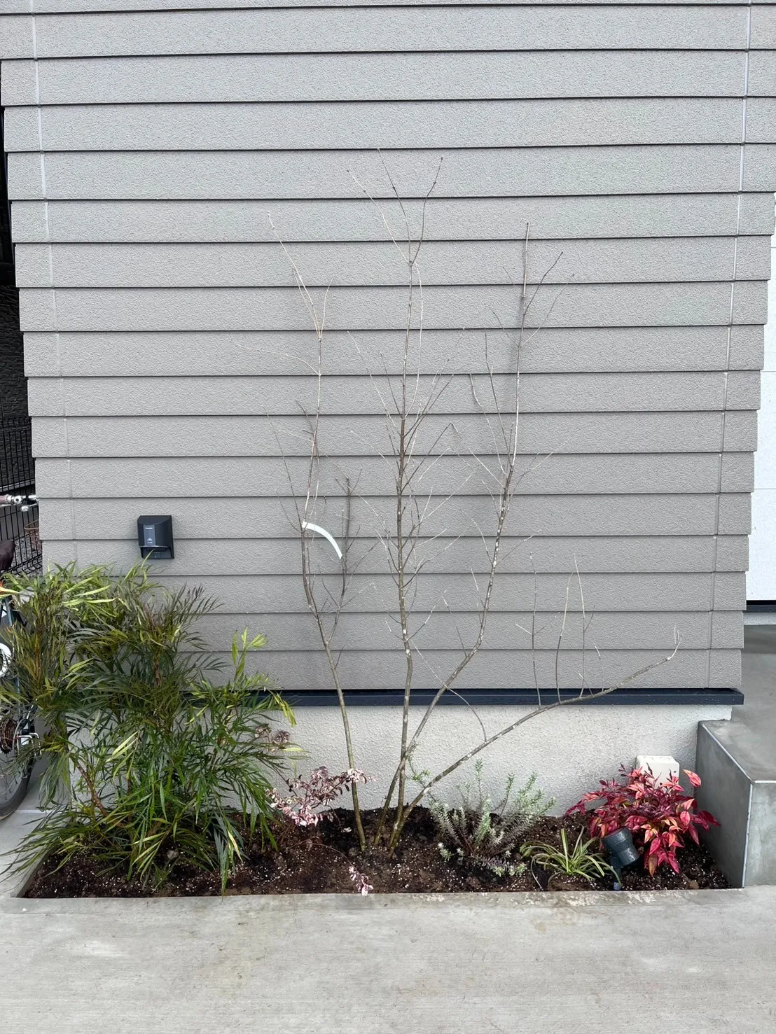 アオダモ株、マホニア・コンフューサー・清流をご購入/O様