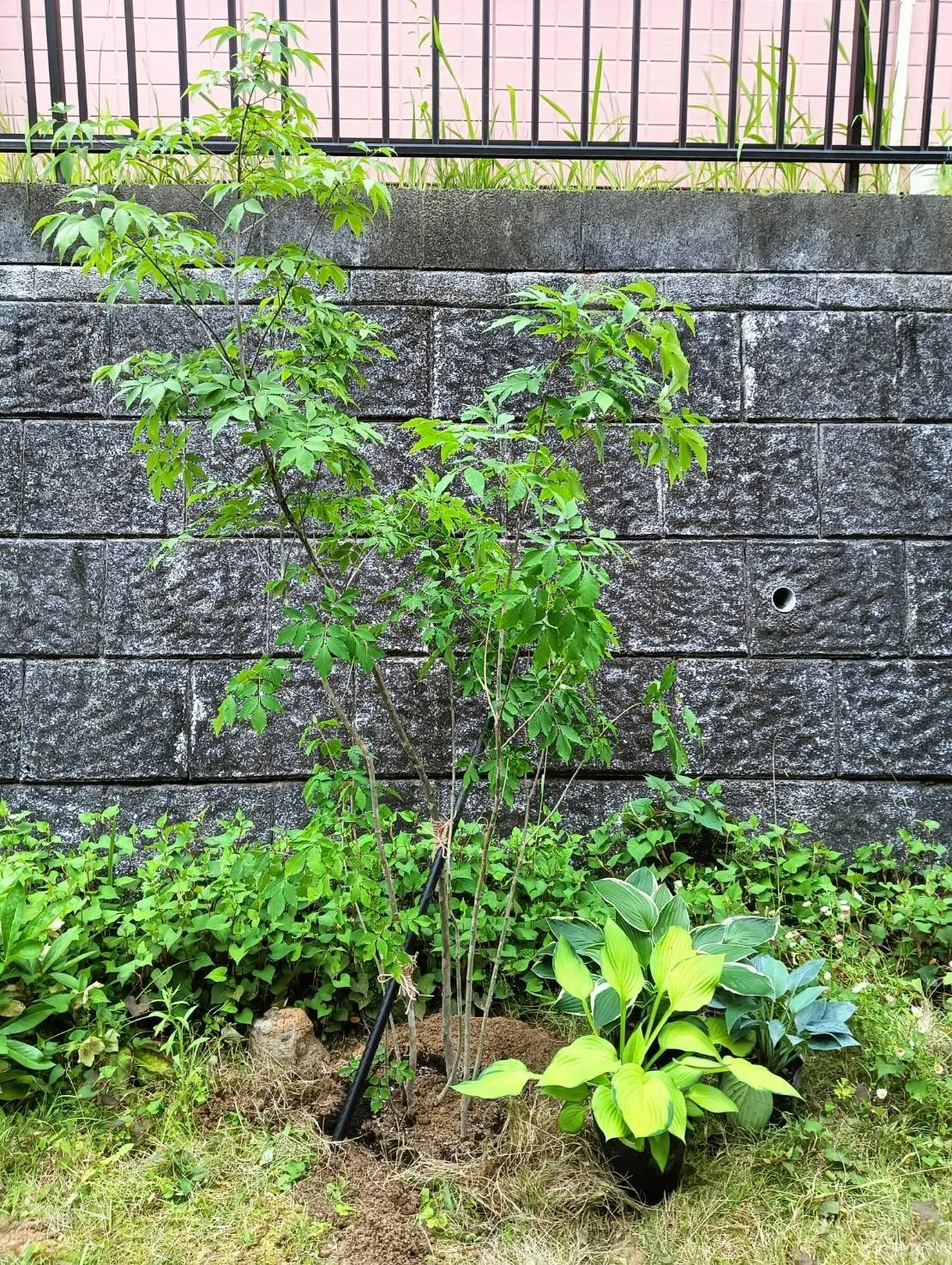 アオダモ株、ソヨゴ株をご購入/H様