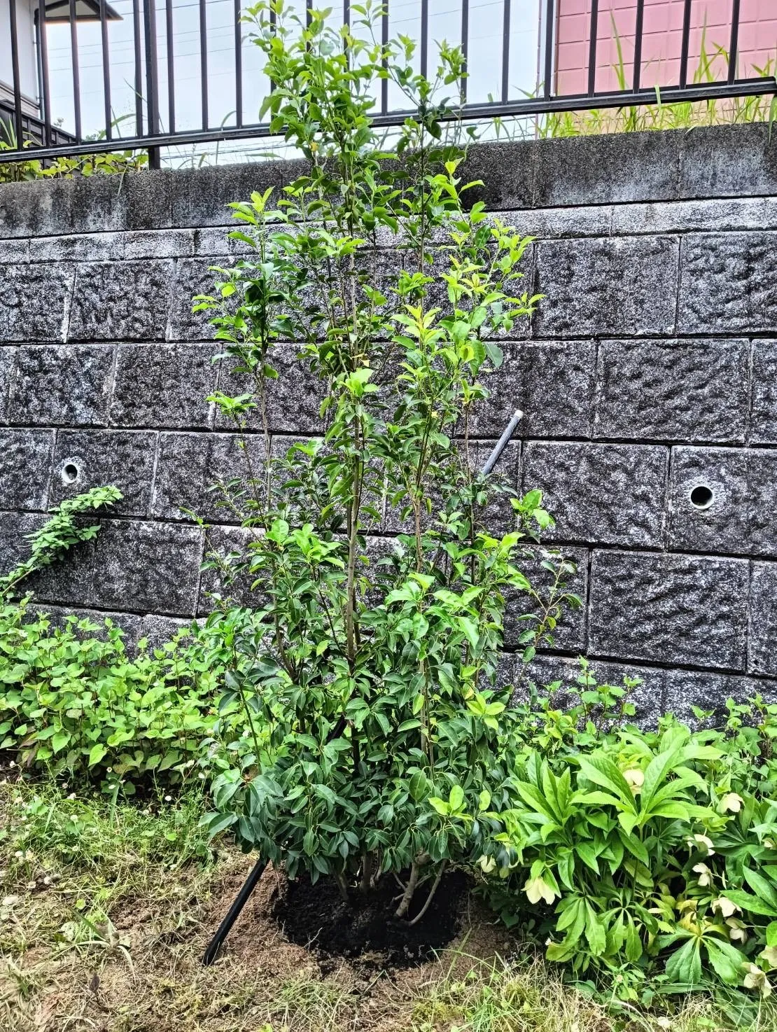 アオダモ株、ソヨゴ株をご購入/H様