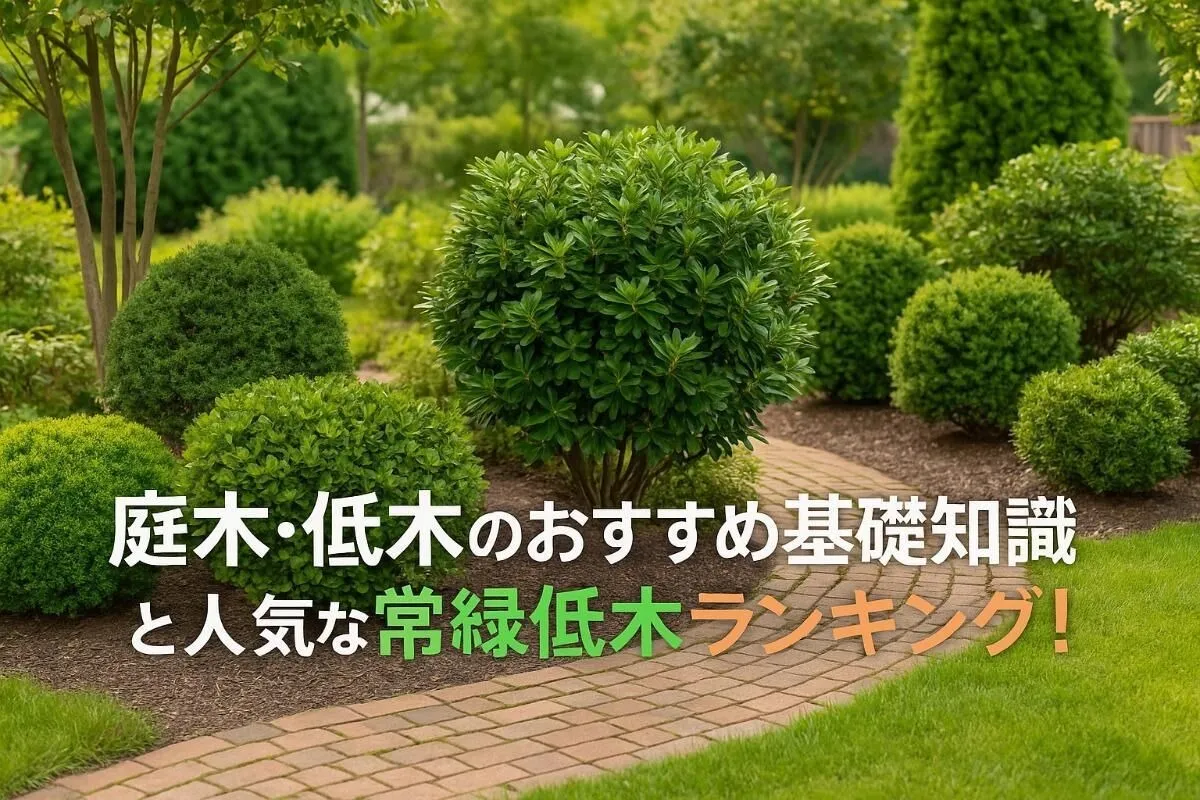 庭木・低木のおすすめ基礎知識と人気な常緑低木ランキング｜手入れが簡単でおしゃれな庭づくり実例付き