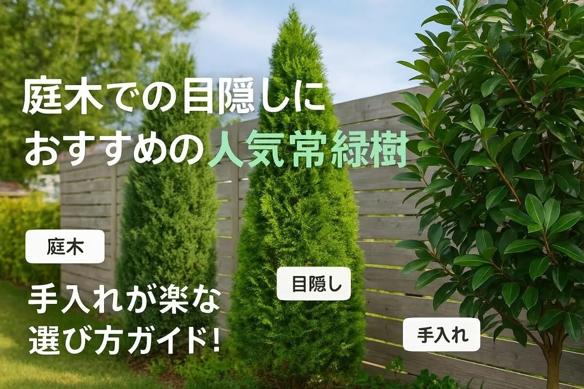 庭木での目隠しにおすすめの人気常緑樹と手入れが楽な選び方ガイド！