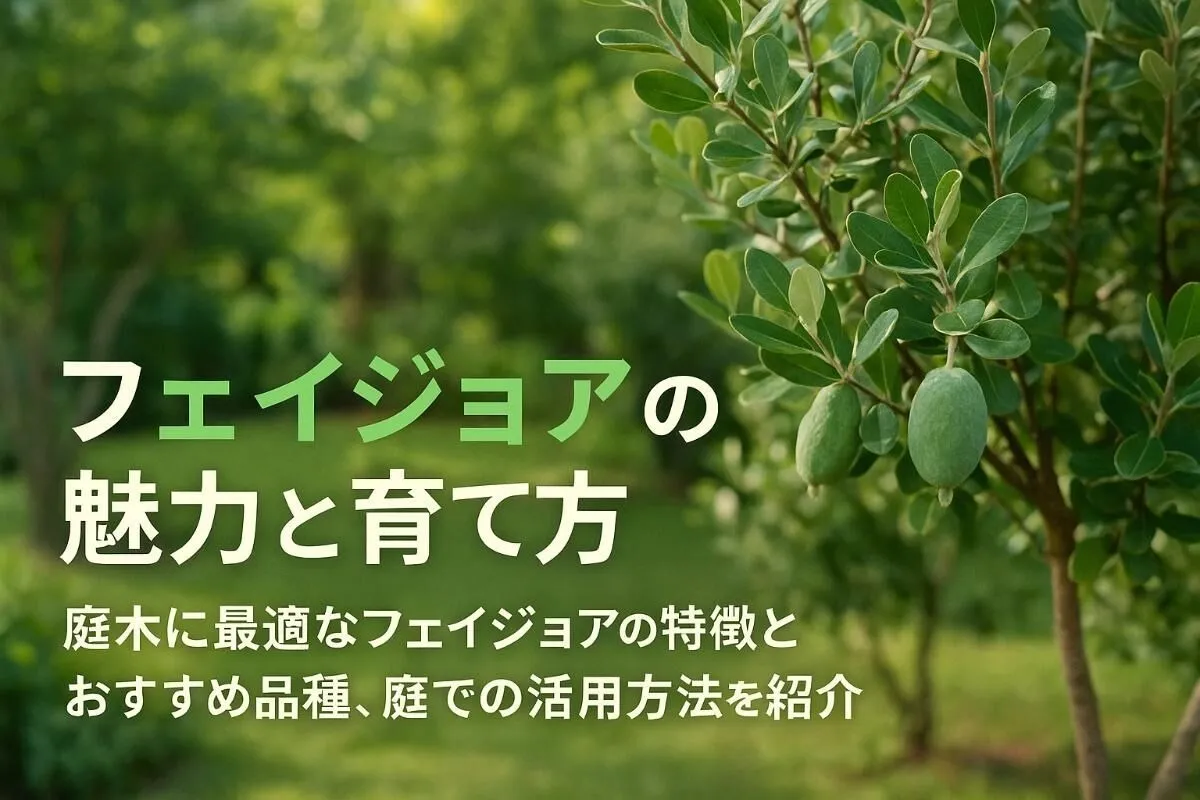 庭木フェイジョアの魅力と育て方を徹底解説｜失敗しない品種選びとガーデン活用ポイント