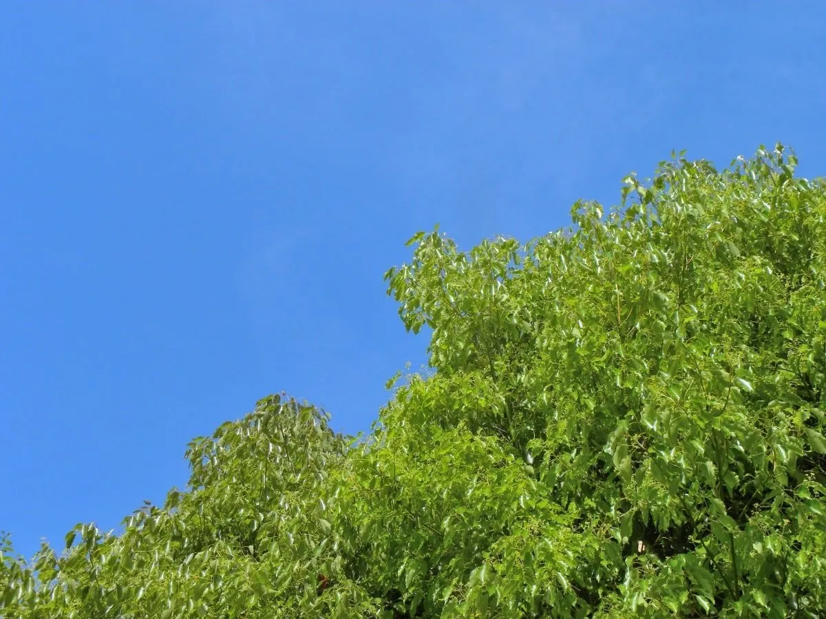 庭木のおすすめ常緑樹の種類と選び方！手入れしやすい人気シンボルツリーを解説