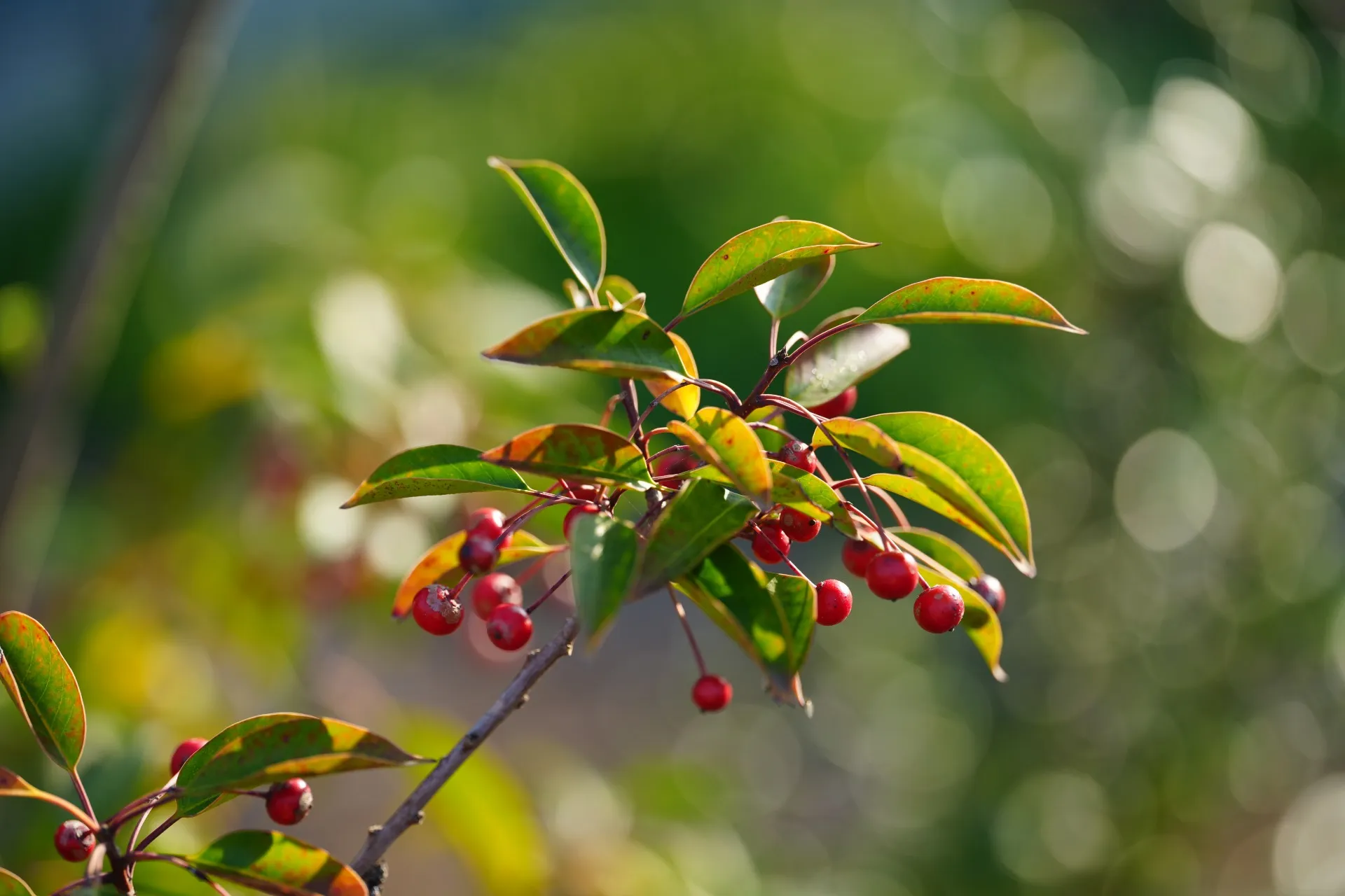 有限会社福岡緑化情報センター