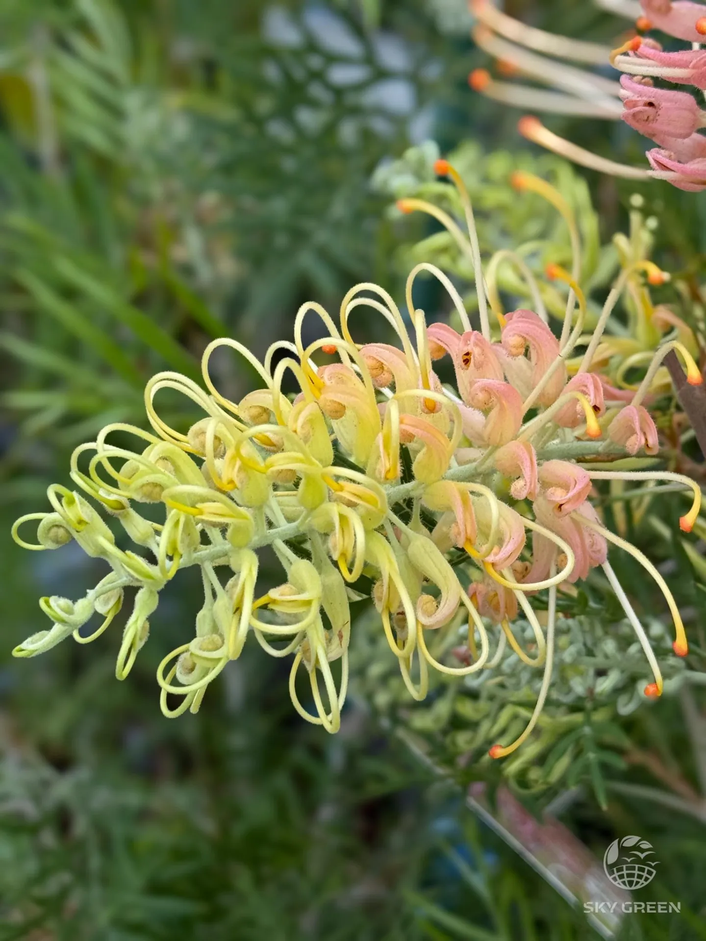 グレビレアのピーチアンドクリームとココナッツアイスの花です