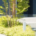 シンボルツリー